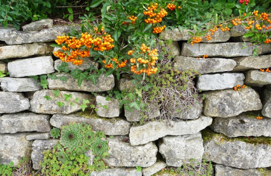 3. Steingartenpflanzen begrünen die Mauer: lebendes Schichtmauerwerk