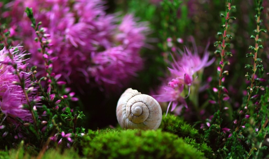 Bei der Wahl der farben in einem kleinen Garten kommt es auf Details an. Nutzen Sie natürliche Farbkontraste und Farbspiele. Das Grün des Moos und manchen kräftigen Violett-Ton von Blüten.