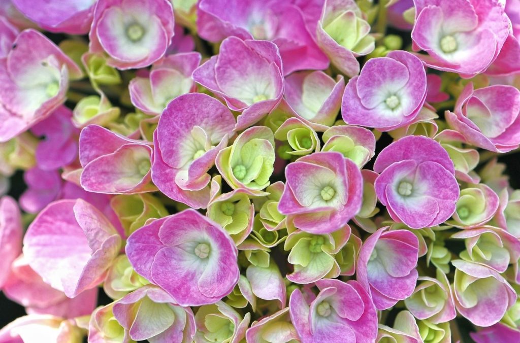 Diese Hortensie oder Kommunionblume besticht durch ihr changierendes Farbspiel.