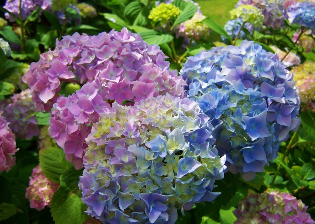 Die klassischen farben der Hortensie sind die Farben hellblau und zartrosa. Wer kennt sie nicht aus zahllosen Gärten und Parkanlagen?