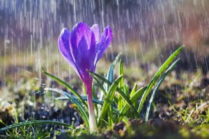 Der Krokus, ein früher Bote (#1)