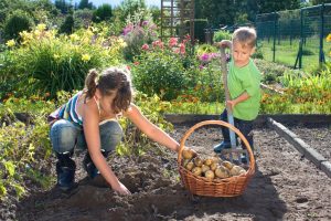 Für Kinder ist die Gartenarbeit eine Sache die sie mit den Eltern gemeinsam erleben können. So wird die Kartoffelernte im Beet zum Erlebnis von Familie und Geborgenheit. Auch das Erleben von Bestätigung stärkt das Selbstbewusstsein der jungen Gärtner. (#4)