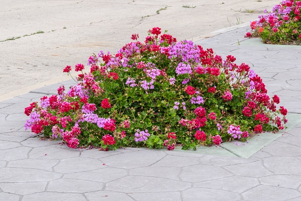 Viele Menschen müssen auf einen eigenen Garten verzichten, an blühenden Blumen kann man sich trotzdem erfreuen