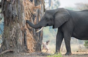 Der Affenbrotbaum ist als "Baobab" für viele Tiere Afrikas lebenswichtig. Dem Elefanten dient er in der Trockenzeit als Wasserreservoir. (#2)