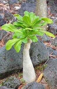 Der Affenbrotbaum ist auch in unseren Breiten in Garten und Wohnzimmer nutzbar. Natürlich nur solange der Baobab als kleine Pflanze existiert. (#3)