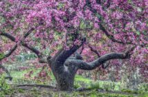 Baumarten: Alle Arten auf einen Blick