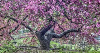 Baumarten: Alle Arten auf einen Blick