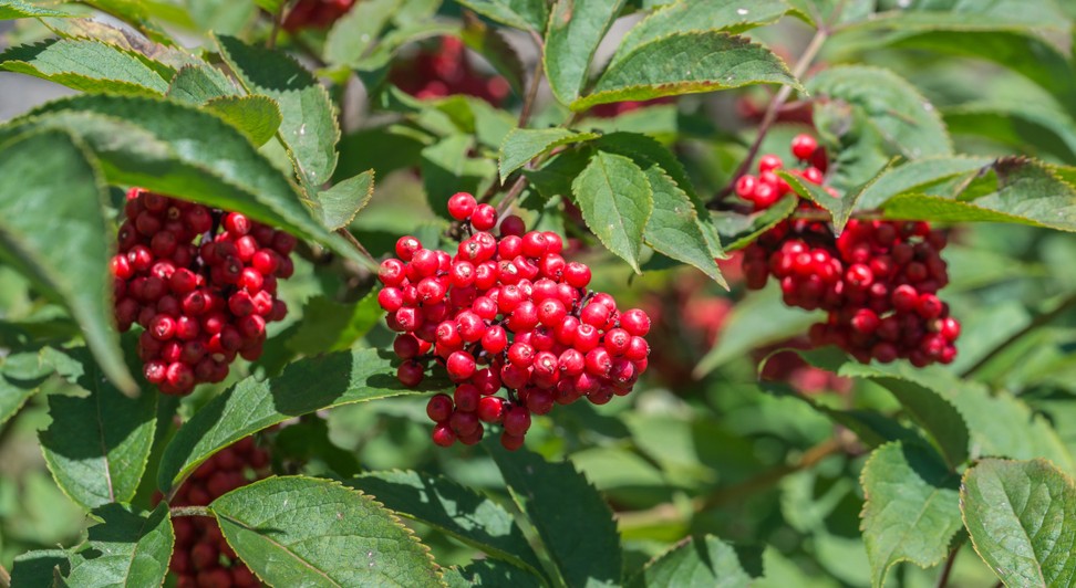 Mit ihren roten Früchten ist die Eberesche ein echter Hingucker unter unseren heimischen Baumarten.  (#10)