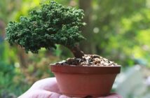 Bonsai Pflege: 3 Fehler, die häufig passieren