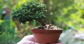 Bonsai Pflege: 3 Fehler, die häufig passieren