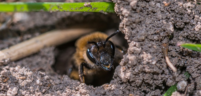 Erdbienen loswerden: 3 Hausmittel, die helfen