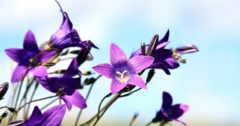 Glockenblume: Pflanzen, Pflege & düngen