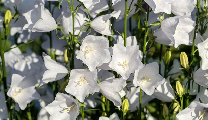 Glockenblumen haben glocken-, stern- oder röhrenförmige Blüten. Ihre Farbe reicht von zartem hellblau bis zu tiefem violett, einige Arten gibt es auch in Weiß.