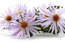 Aster: Die besten Aster-Sorten fürs Beet!