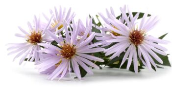 Aster: Die besten Aster-Sorten fürs Beet!