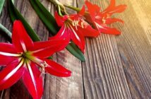 Amaryllis richtig pflegen nach der Blüte