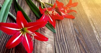 Amaryllis richtig pflegen nach der Blüte