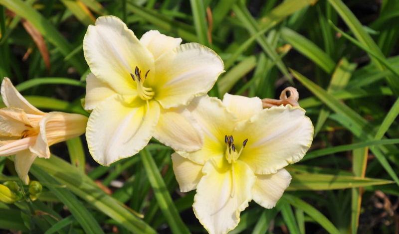 Taglilie (Hemerocallis): Glocken- und Sternenblüten