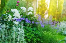 Bauerngarten: Pflanzen planen & erleben ( Foto: Adobe Stock-mashiki )