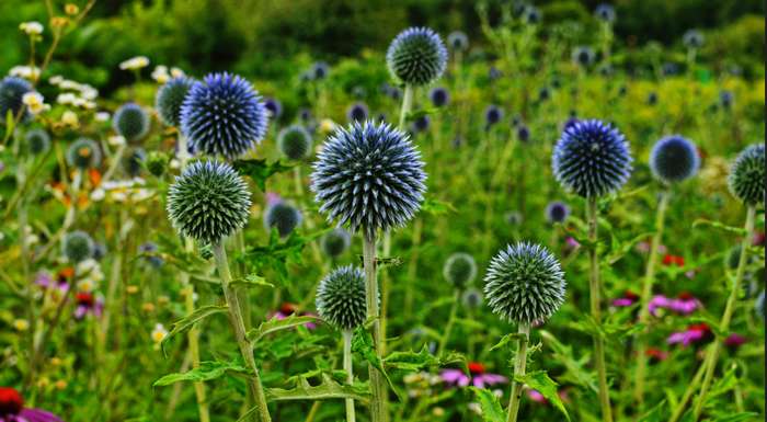 Die perfekten, blauen Blütenkugeln der Kugeldistel (Echinops ritro) sind von Juli bis September zu bestaunen. ( Foto: Adobe Stock-  E. Schittenhelm )