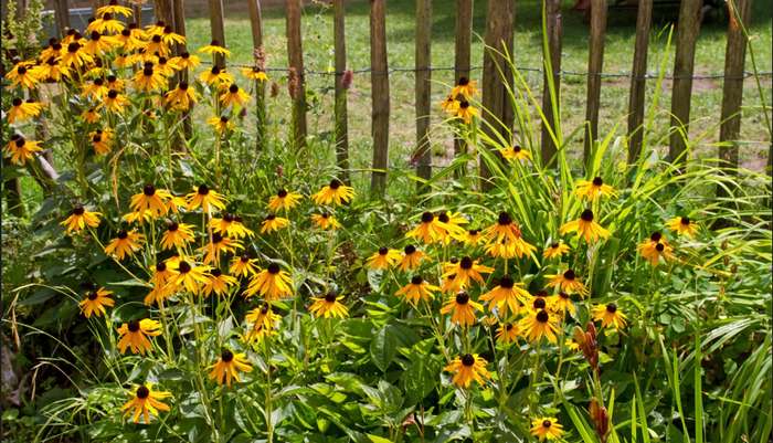 Als attraktiver Hingucker erscheint der Purpursonnenhut (Echinacea purpurea) in Ihrem Blumenbeet. ( Foto: Adobe Stock-wiha3 )