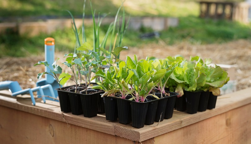 Gartenarbeit: Was Sie im März nicht vergessen sollten…