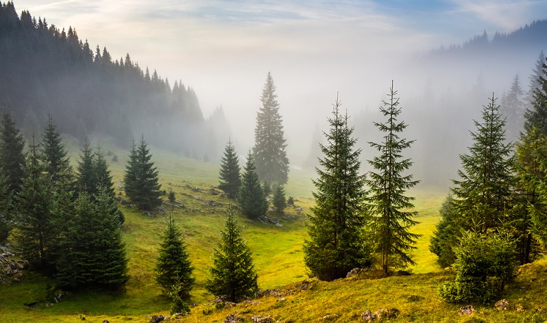 Hölzer von der Fichte oder der Tanne zeitigen vorzugsweise eine silbergraue Färbung.  ( Foto: Shutterstock-  Mike Pellinni )