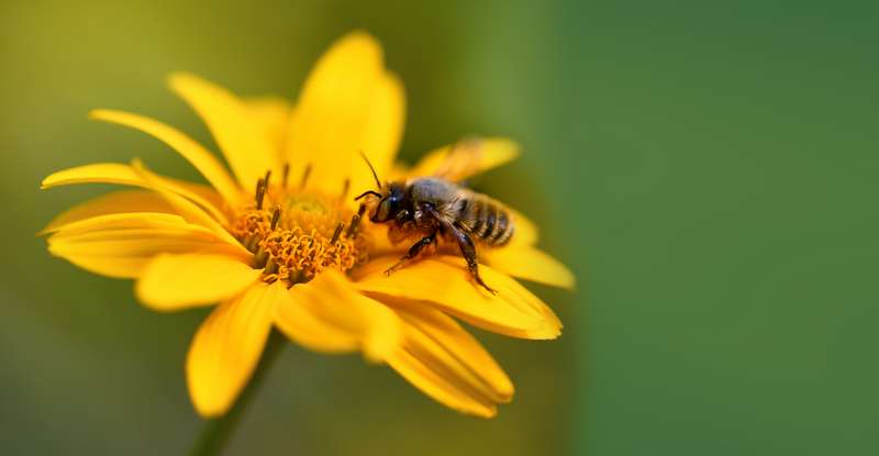 Insekten fühlen sich von leuchtendem Gelb magisch angezogen ( Lizenzdoku: Shutterstock- Bk87_)