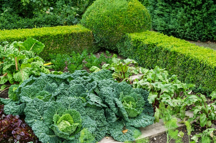 Schön ist in einem großen Garten im Sommer ein Bauerngarten mit blühenden Blumen, Salat- und Gemüsebeeten, die zum Beispiel von einem Buchs eingefasst sind. (Foto: AdobeStock - JM Soedher)