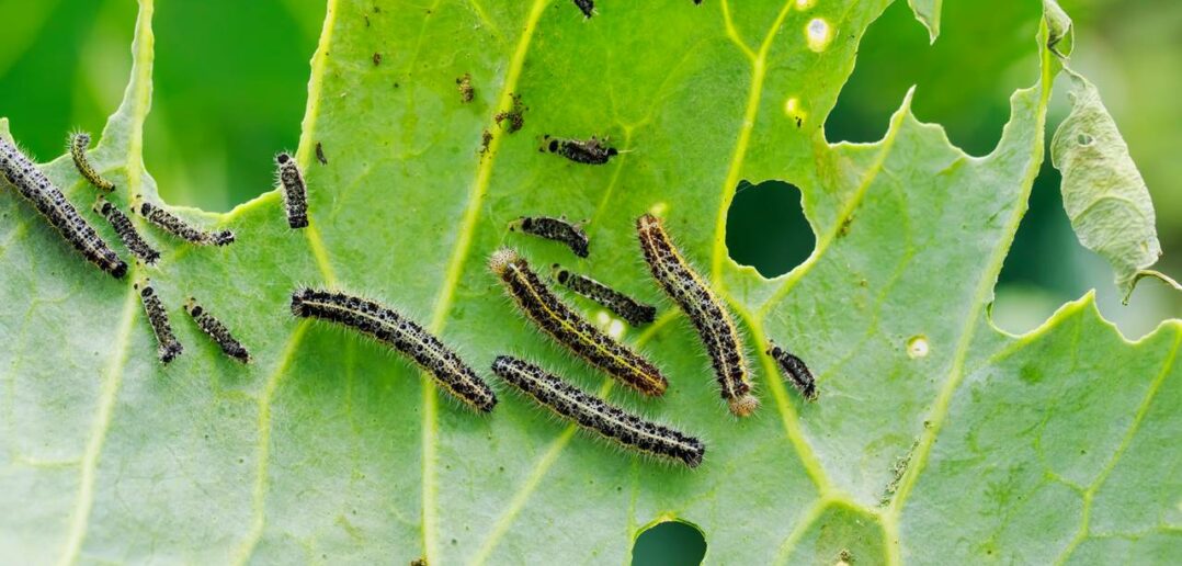 Biologische Mittel gegen Gartenschädlinge ( Foto: Adobe Stock-nataba)