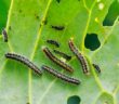 Biologische Mittel gegen Gartenschädlinge ( Foto: Adobe Stock-nataba)