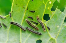 Biologische Mittel gegen Gartenschädlinge ( Foto: Adobe Stock-nataba)