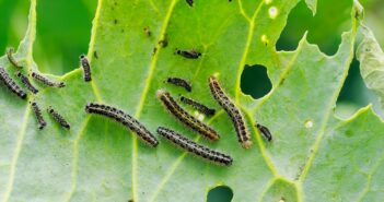 Biologische Mittel gegen Gartenschädlinge ( Foto: Adobe Stock-nataba)