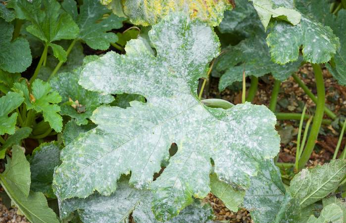 Zu den häufigsten Schädlingen im Garten gehören Mehltau und Blattläuse. ( Foto: Adobe Stock-Paul Maguire)