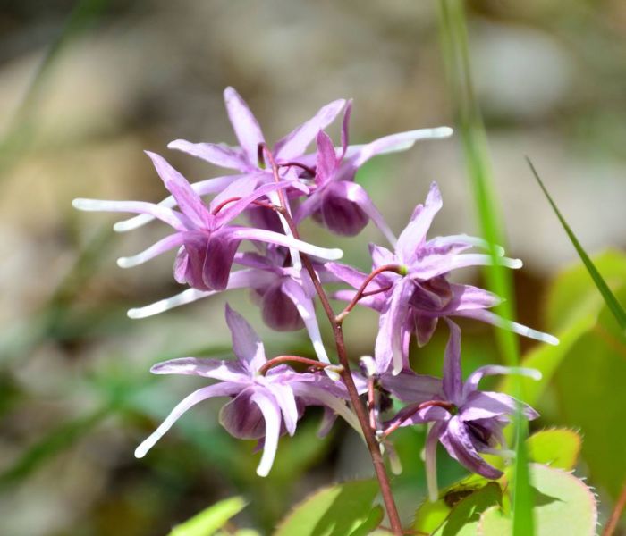 An Orten mit leichter Sonneneinstrahlung fühlt sich die Elfenblume heimisch. (Foto: AdobeStock - askaflight 408724646)