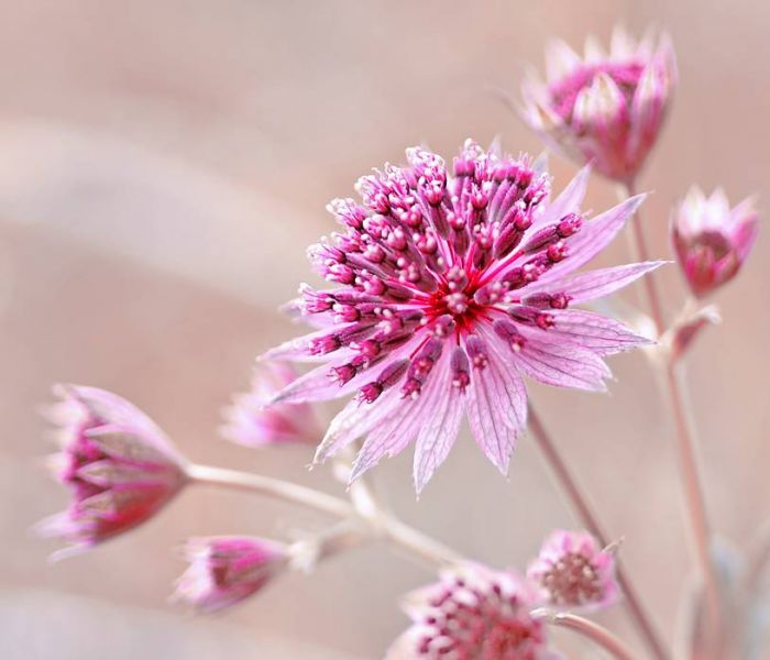 An abschattigen Standorten bieten Sterndolden optimale Wachstumsbedingungen. (Foto: AdobeStock - Iwona 441383234)