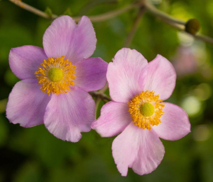 An absonnigen Standorten fühlen sich Herbst-Anemonen besonders wohl. (Foto: AdobeStock - Carla 375918866)