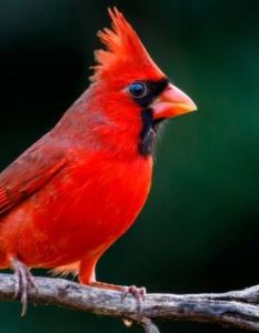 Neue Daten zur Gartenvogelzählung 2023 verfügbar (Foto: AdobeStock - Buddy Woods 407968839)
