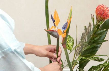 Ikebana-Kunst: Blütenzauber erobert BUGA 2023 (Foto: AdobeStock - rockdrigo68 405826119)