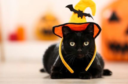 Tipps für ein sicheres Halloween: Tiere im Haus lassen (Foto: AdobeStock - 5second 292967585)