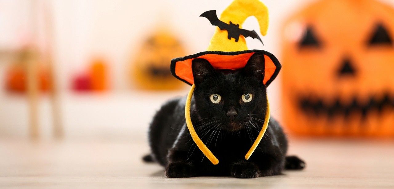 Tipps für ein sicheres Halloween: Tiere im Haus lassen (Foto: AdobeStock - 5second 292967585)