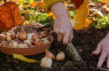 Standort und Pflege: Tipps für gesunde und blühfreudige (Foto: AdobeStock - andreaobzerova 568732937)
