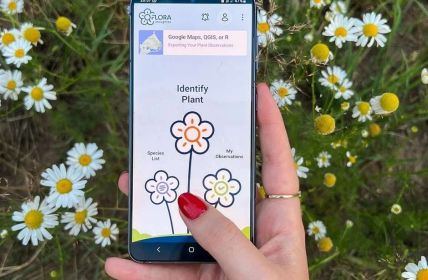 Pflanzenbeobachtungs-Apps liefern genaue Daten zur (Foto: Flora Incognita)